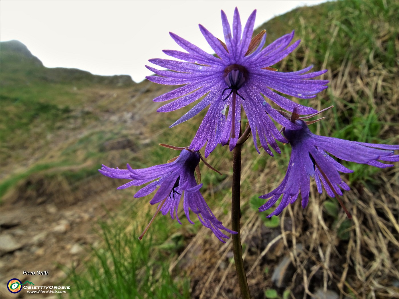 73 Soldanella alpina (Soldanella alpina).JPG